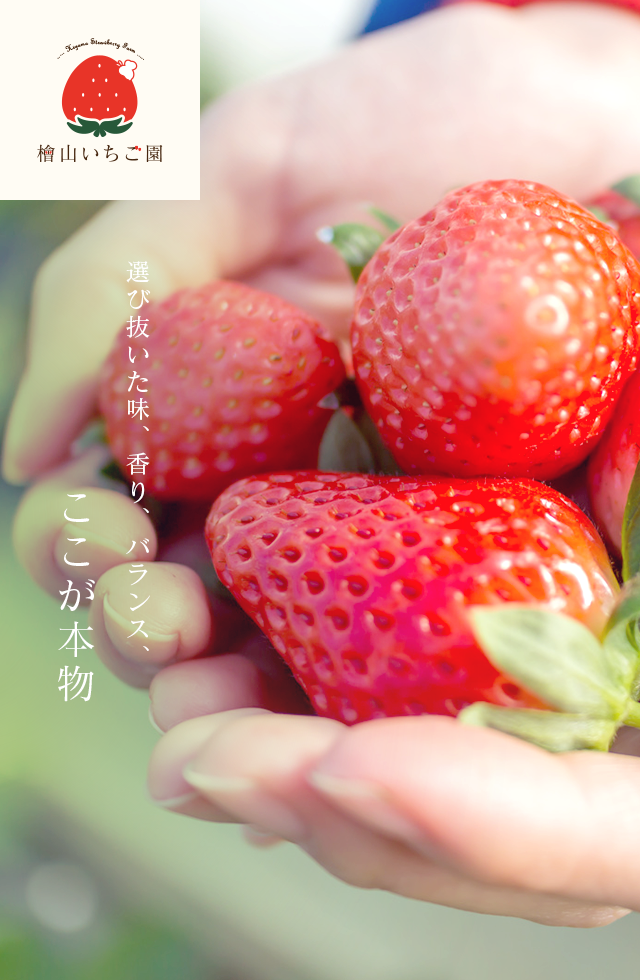 茨城県の絶品いちご園「檜山いちご園」いちご狩り・いちご販売